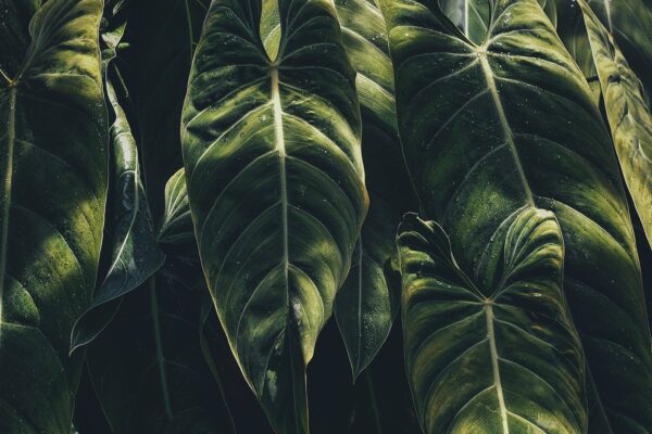 annie-spratt-wMqPJs2x0-A-unsplash-small